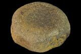 Fossil Hadrosaur Vertebra - Alberta (Disposition #-) #143292-1